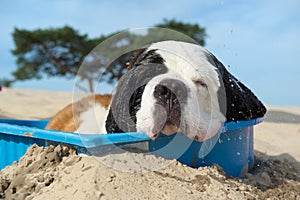 Cooling down for dog