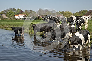 Cooling down, group of cows going to swim, standing in a creek, drinking, on the banks of a ditch