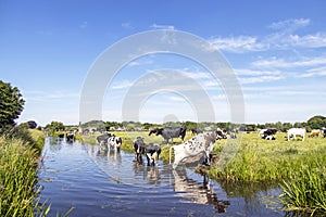 Cooling down, group of cows going to swim, standing in a creek, drinking, on the banks of a field