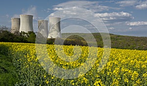 Cooling towers of nuclear power plant with the yellow field of rapeseed, canola or colza. Mochovce. Slovakia