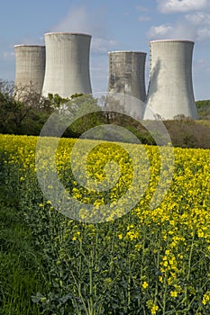 Cooling towers of nuclear power plant with the yellow field of rapeseed, canola or colza. Mochovce. Slovakia