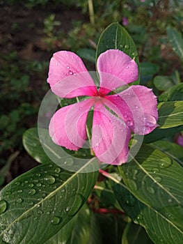 coolness of flowers in the morning with natural colors