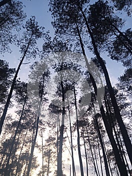 coolness among the pine trees