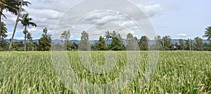 coolness in the rice fields