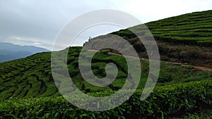 coolness in the tea plantation