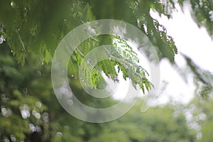 the coolness of tree branches when it is drizzling