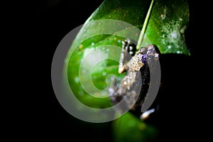 Cooloola sedge frog