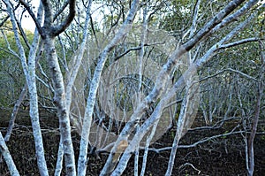 Coombabah Lakelands -Queensland Australia photo