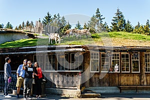 Coombs, CANADA - September 02, 2018: Goats on roof at Old Country Market on Vancouver island