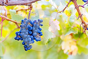 Coonawarra Grape Vines in Australia