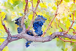 Coonawarra Grape Vines in Australia
