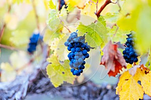 Coonawarra Grape Vines in Australia