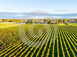 Coonawarra Landscape near Penola in Australia