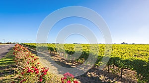 Coonawarra region vineyards along the Riddoch Highway, SA