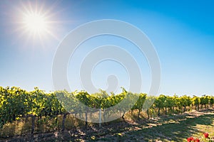 Coonawarra vineyards along the Riddoch Hwy