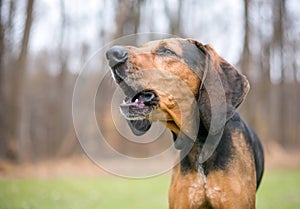 A Coonhound dog barking or howling