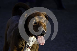 Coonhound dog in evening light