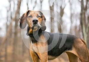 A Coonhound dog with a funny expression