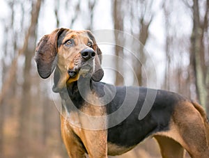 A Coonhound dog standing outdoors