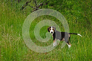 A coonhound looks for master before proceeding