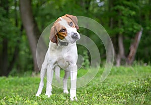 A Coonhound mixed breed dog listening with a head tilt