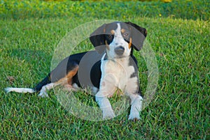 Coonhound relaxes after a long fun day