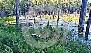 Coonhound in a swamp