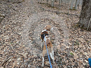 Coonhound in the Woods for a Walk