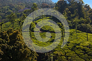 Coonoor, green field, tea plantation. Nilgiri mountain railway. India