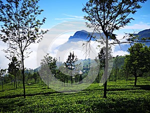 Tea estate with foggy mountain, Coonoor