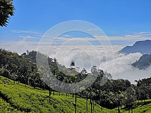 Coonoor tea estate with foggy mountain background