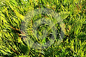 The Coontie plant, a tough and indestructible tropical plant with featherlike leaves