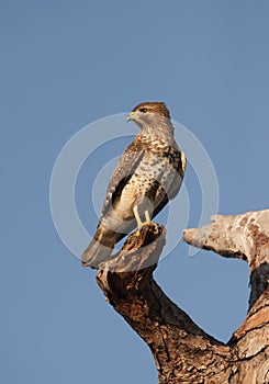 Cooper Hawk