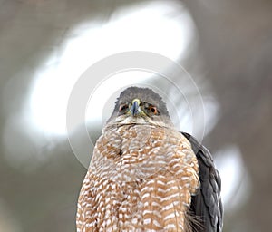 Cooper hawk in hunting mode