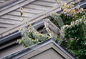 Cooper hawk on roof