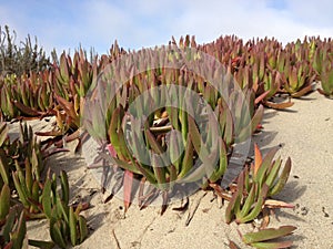 Cooper ice plant (Delosperma cooperi)