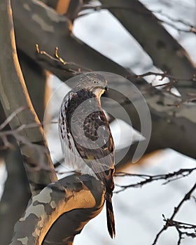 Cooper's Hawk