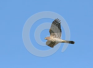 Cooper's Hawk