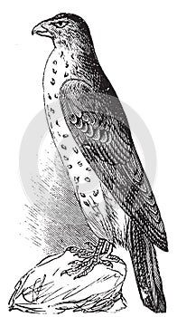 Cooper`s Hawk or Accipiter Cooperi vintage illustration