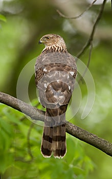 Cooper's hawk Accipiter cooperii