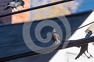 Cooper`s Hawk Harassed by Crows photo