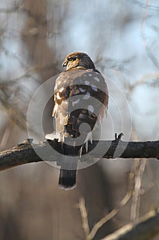 Juvenile Cooper\'s Hawk perched on Tree Branch in Sun 3 - Accipiter cooperii photo