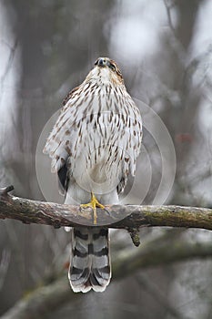 Juvenile Cooper\'s Hawk on Tree Branch Looking Upwards - Accipiter cooperii photo