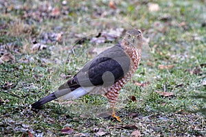 Cooper`s Hawk, Adult on Ground