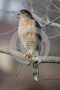 Cooper's Hawk