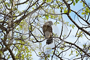 Cooper`s hawk baby resting on branch