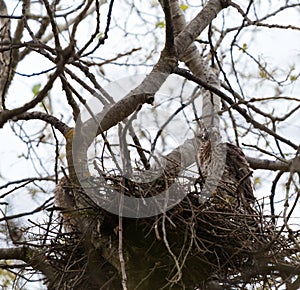 Cooper`s hawk baby resting on branch