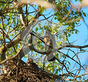 Cooper`s hawk baby resting on branch