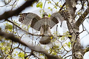 Cooper`s hawk baby resting on branch
