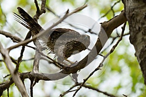 Cooper`s hawk baby resting on branch